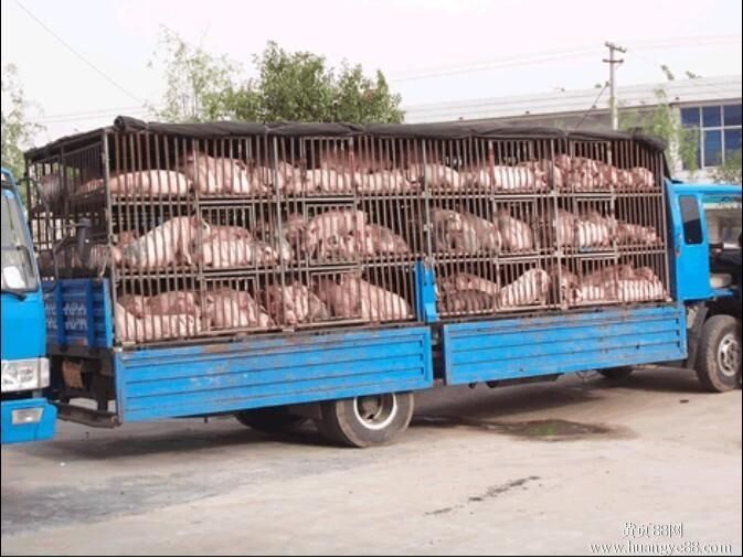 中国仔猪产地运输